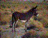 Click on thumbnail to view a full-size image