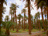 Click on thumbnail to view a full-size image