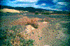 Click on thumbnail to view a full-size image