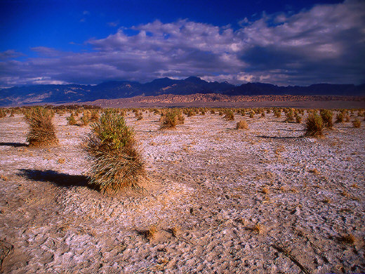 Devil's Cornfield
