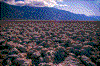 Click on thumbnail to view a full-size image