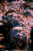 Click on thumbnail to view a full-size image