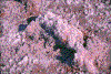 Click on thumbnail to view a full-size image