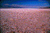 Click on thumbnail to view a full-size image