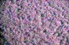 Click on thumbnail to view a full-size image