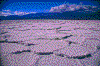 Click on thumbnail to view a full-size image