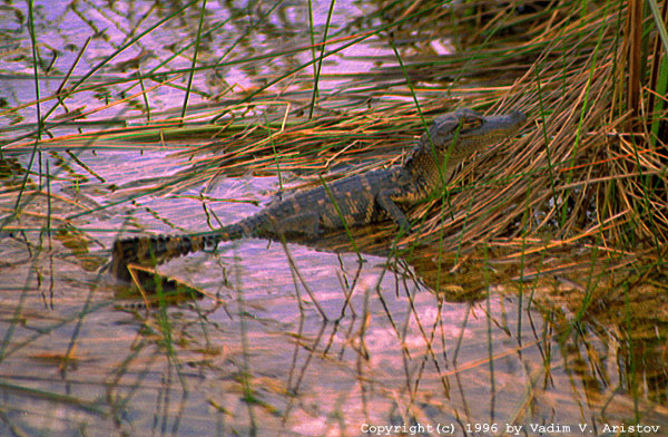 A Baby Gator