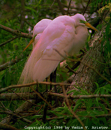 Couple of Egrets