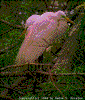 Click on thumbnail to view a full-size image