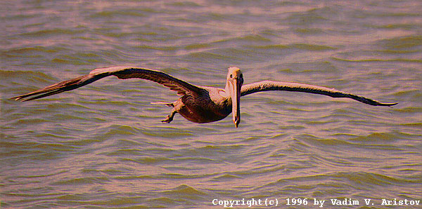 Flying Pelican