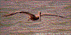 Click on thumbnail to view a full-size image