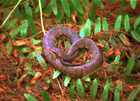 Water Moccasin Snake