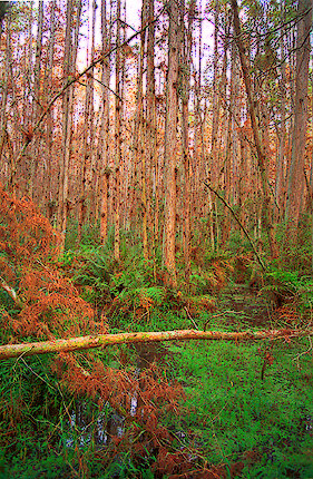 Cypress Marsh