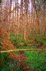 Click on thumbnail to view a full-size image
