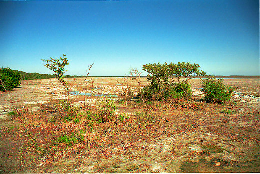 Coast at low tide