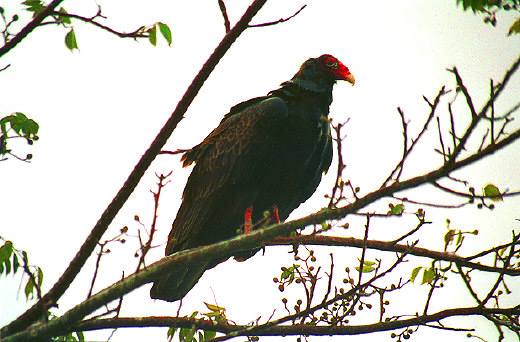 Turkey Vulture