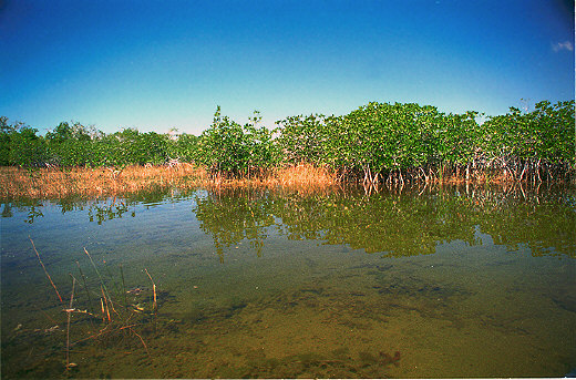Mangroves