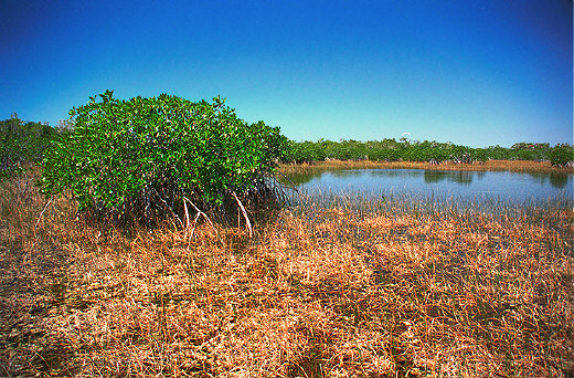 Mangroves