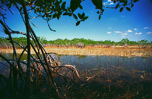 Mangroves