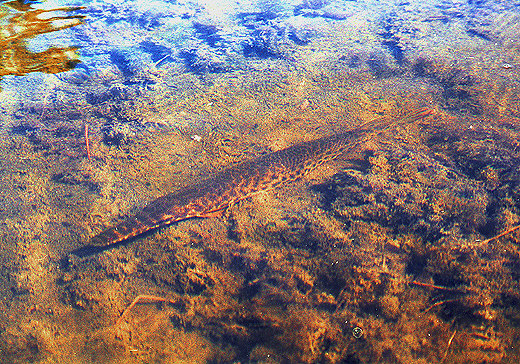 Spotted Gar