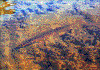 Click on thumbnail to view a full-size image