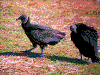 Click on thumbnail to view a full-size image