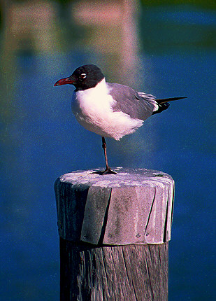 Seagull