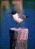 Click on thumbnail to view a full-size image
