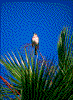 Click on thumbnail to view a full-size image