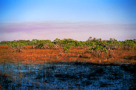 Marsh