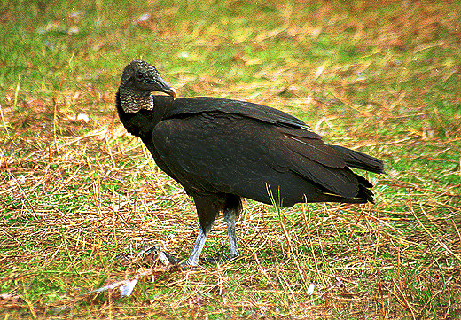 Black Vulture