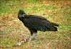 Click on thumbnail to view a full-size image