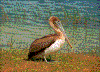 Click on thumbnail to view a full-size image