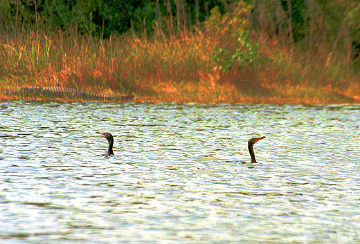 Swimming Double-Crested Cormorants