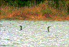 Click on thumbnail to view a full-size image