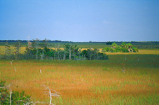 Sea of Grass