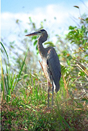 A Great Blue Heron