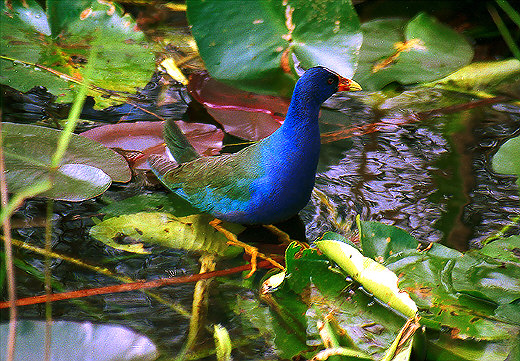 Purple Gallinule