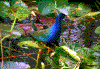 Click on thumbnail to view a full-size image