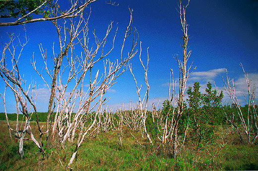 Tide Meadows