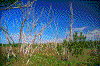 Click on thumbnail to view a full-size image