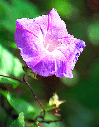 Hedge Bindweed