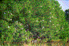 Click on thumbnail to view a full-size image
