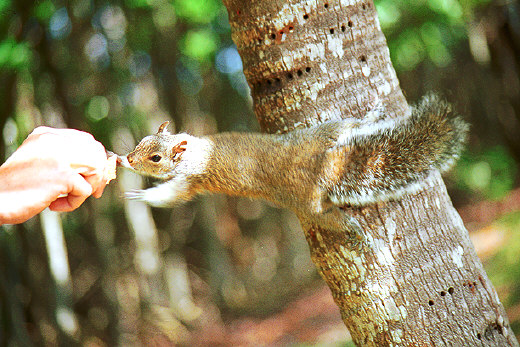 Squirrel on the palm tree