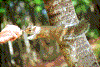Click on thumbnail to view a full-size image
