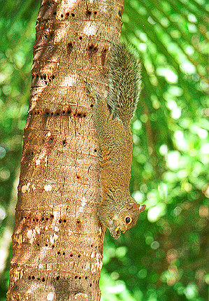 Squirrel on the palm tree