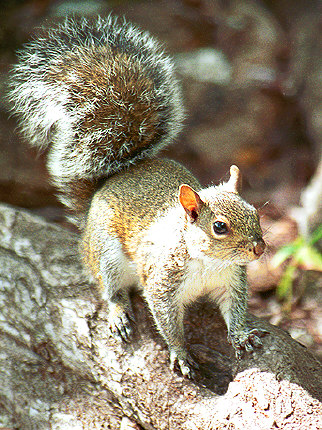 Squirrel