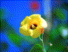 Click on thumbnail to view a full-size image