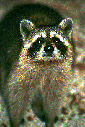 Racoon