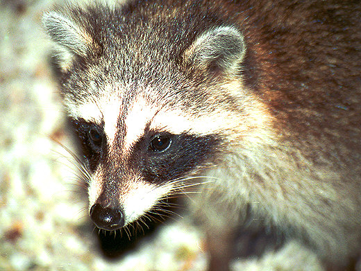 Racoon